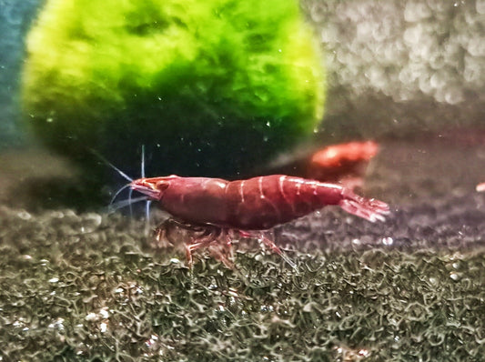 Bloody Mary shrimp 1-1.5cm