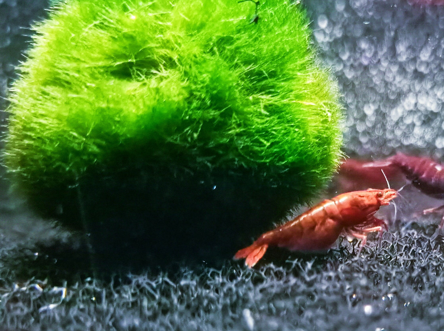 Bloody Mary shrimp 1-1.5cm X 5pc