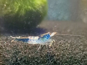 Blue rili shrimp 1-1.5cm X 5pc