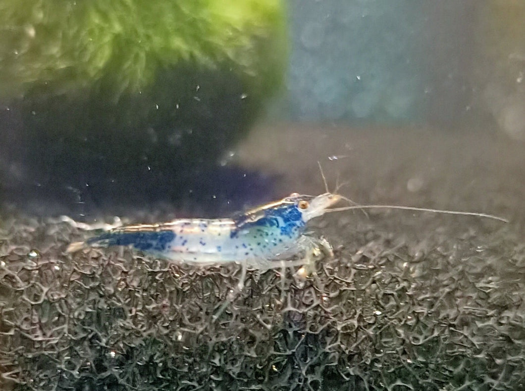 Blue rili shrimp 1-1.5cm X 5pc