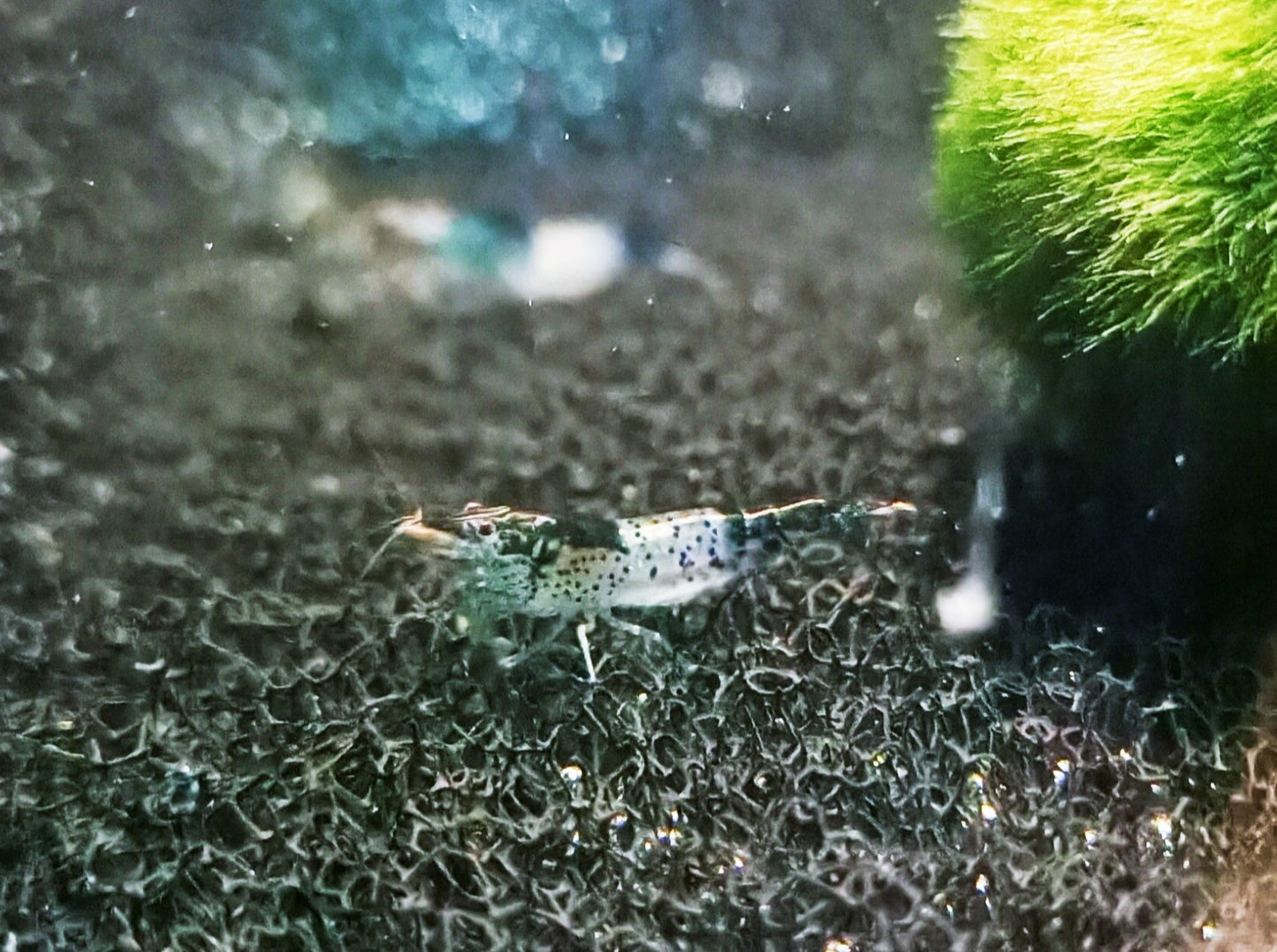 Blue rili shrimp 1-1.5cm X 5pc