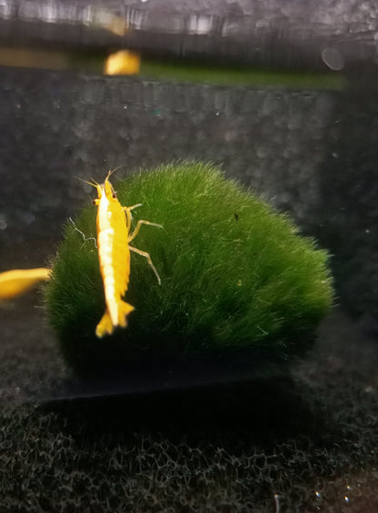 Golden back shrimp 1-1.5cm X 5pc