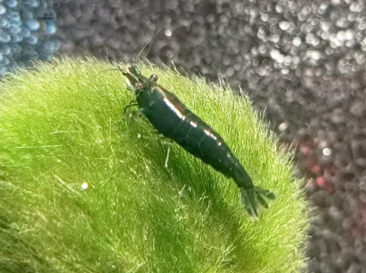 Super green shrimp 1-1.5cm X 5pc