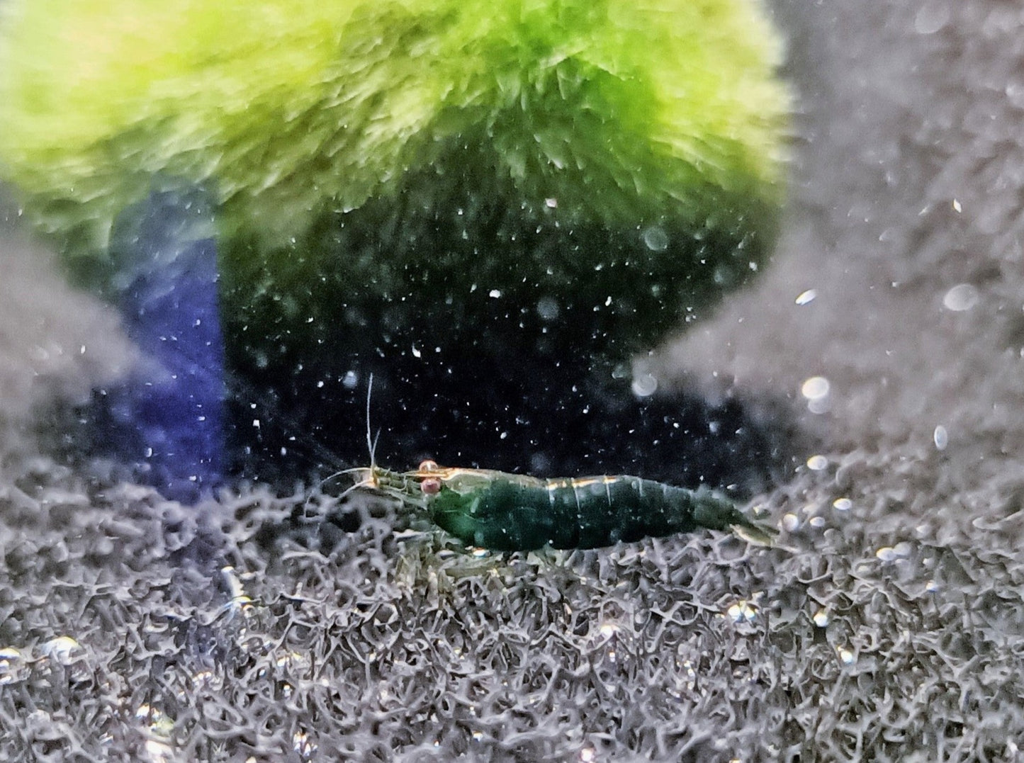 Super green shrimp 1-1.5cm X 5pc