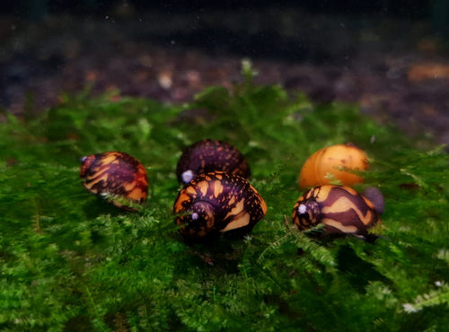 Batik snail