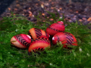 Red Nerite snail x 5pc