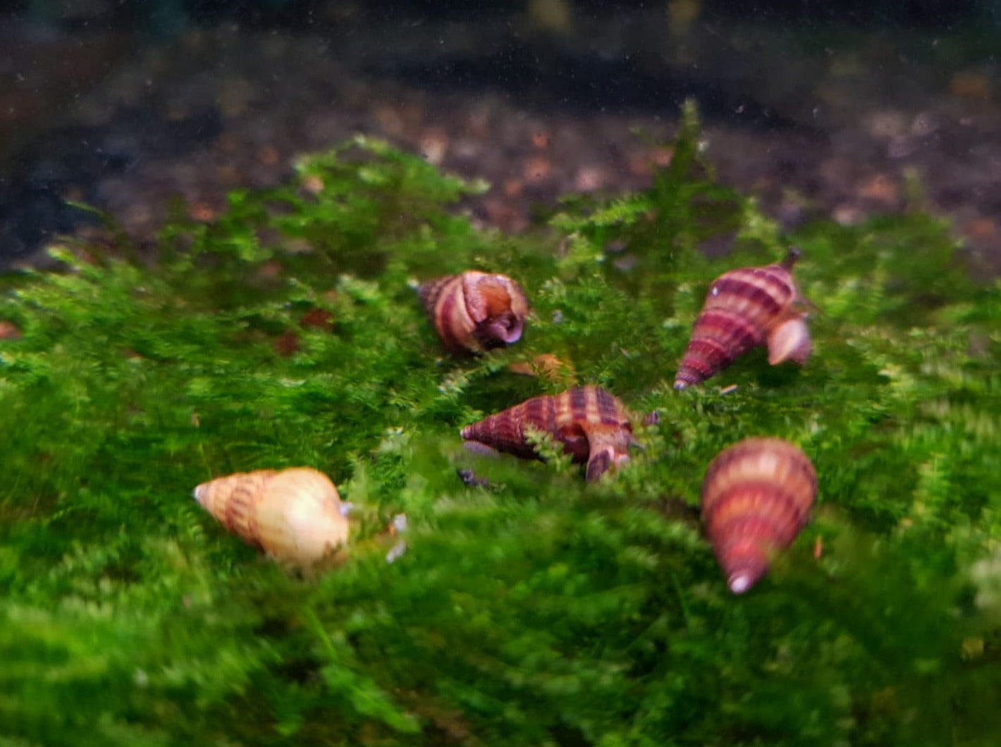 Assassin snail x 5pc