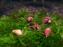 Load image into Gallery viewer, Assassin snail x 5pc