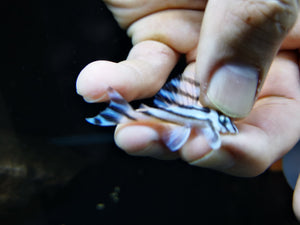 L46 zebra pleco 4-4.5cm