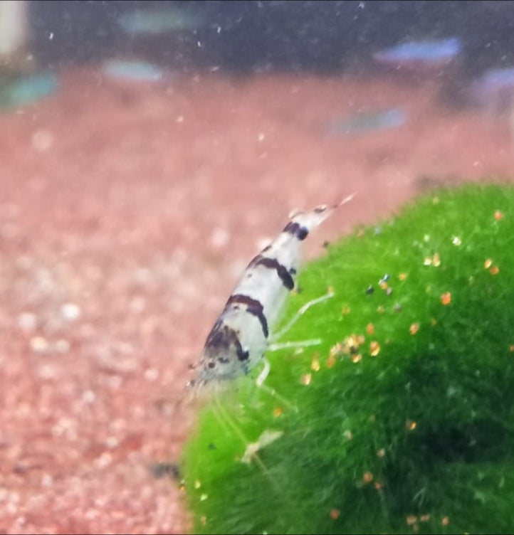 Racoon tiger shrimp 1.5cm X 5pc