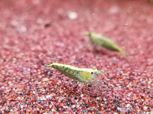 Green jade shrimp 1-1.5cm