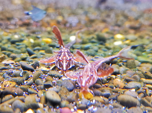 Red lizard whiptails 4-5cm