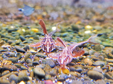 Load image into Gallery viewer, Red lizard whiptails 4-5cm