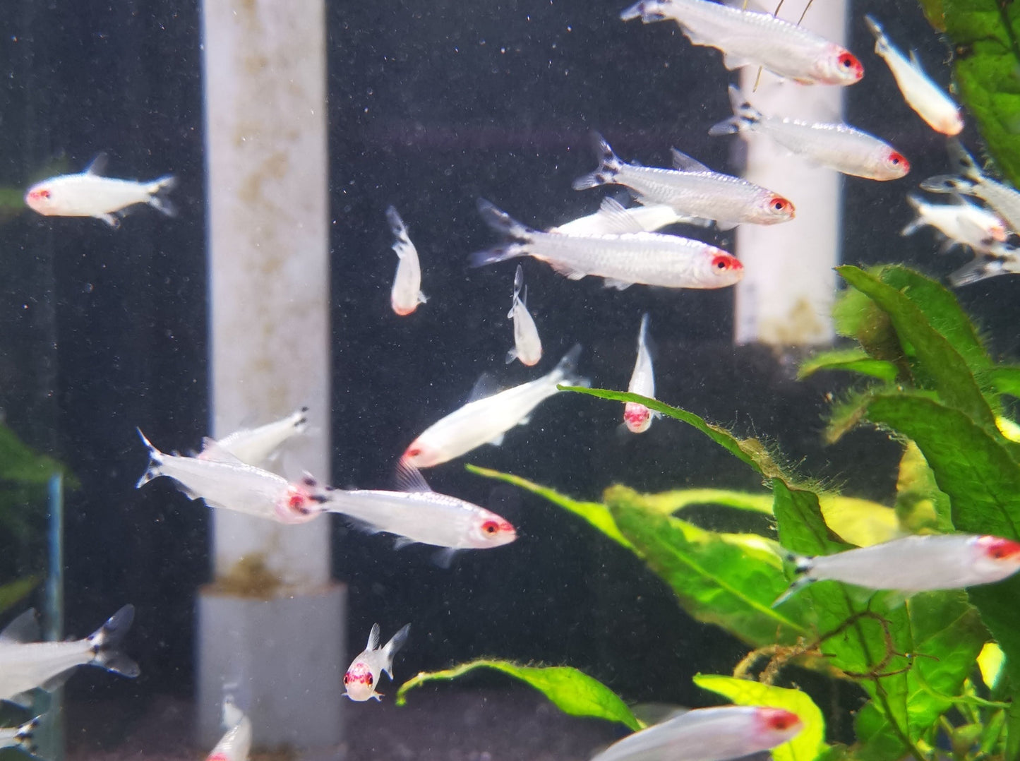 Platinum rummy nose tetra 1.5cm X 5pc