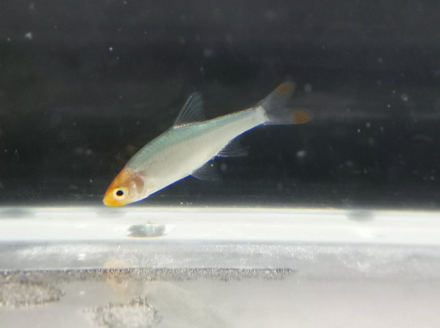 Rasbora sawbwa 1.5-2cm *Pairs*