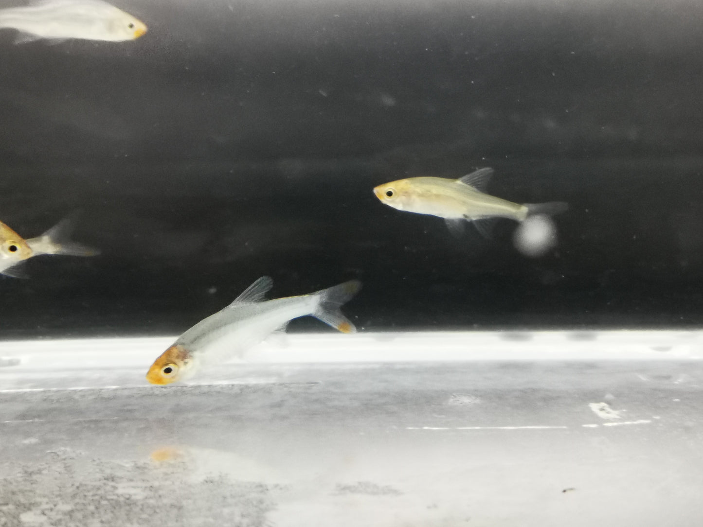 Rasbora sawbwa 1.5-2cm *Pairs*