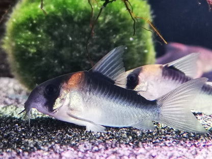 Corydoras duplicareus 2.5-3cm x 5pc