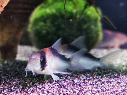 Corydoras duplicareus 2.5-3cm x 5pc