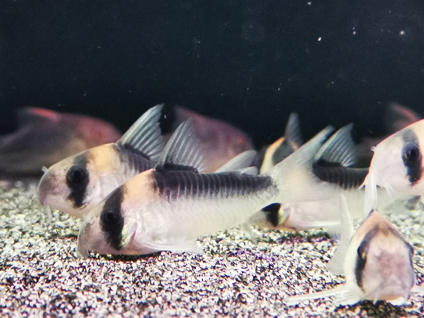 Corydoras duplicareus 2.5-3cm x 5pc