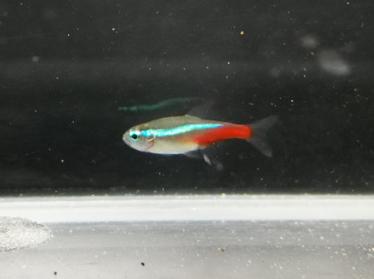 Neon tetra 2.5cm X 5pc