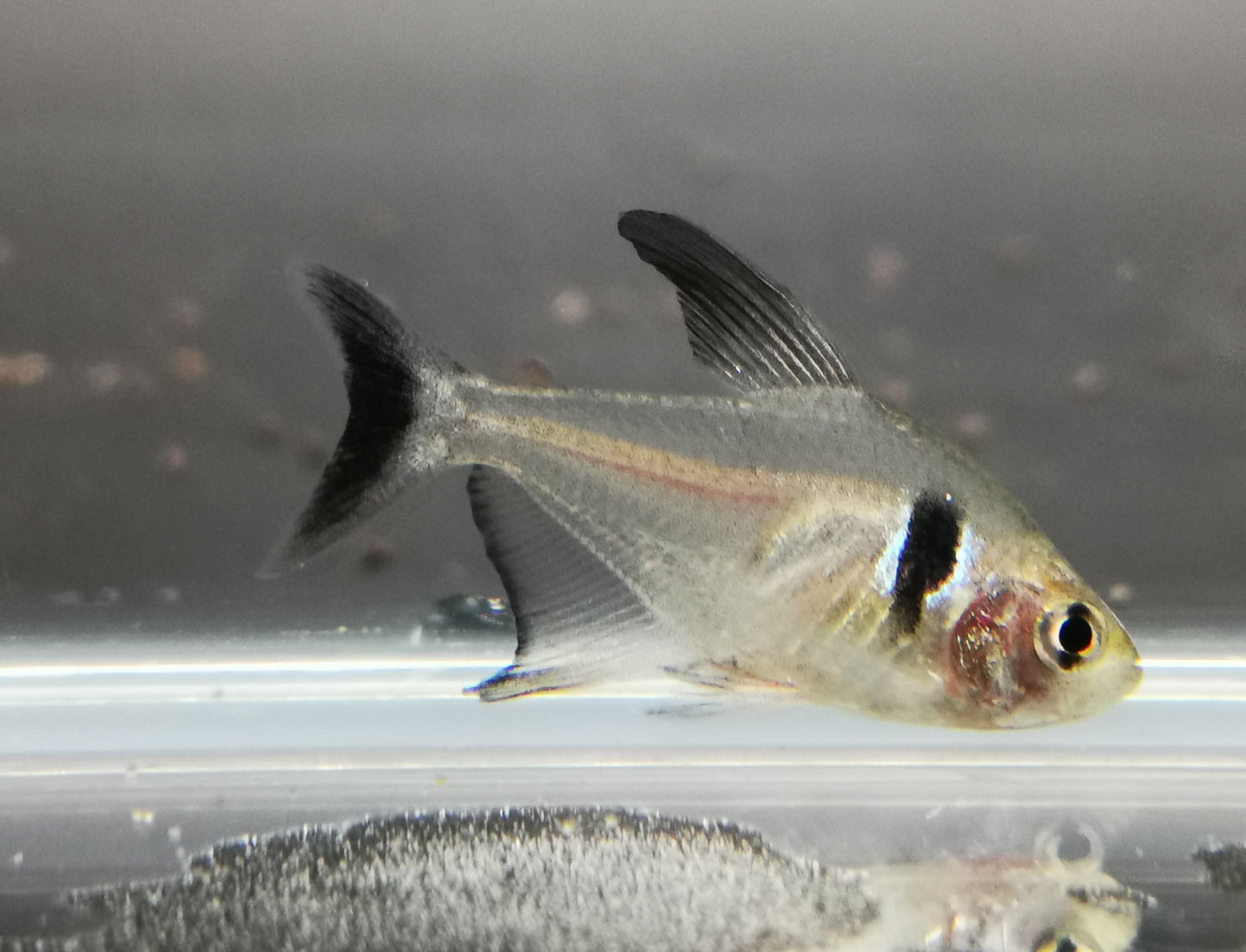 Black phantom tetra 2.5cm X 5pc