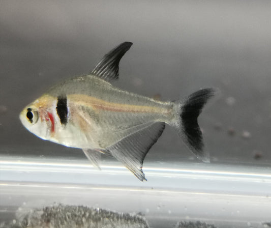 Black phantom tetra 2.5cm X 5pc