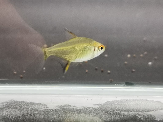 Lemon tetra 2.5cm X 5pc