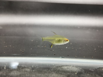 Lemon tetra 3cm X 5pc