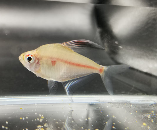 Bleeding heart tetra 3cm X 5pc