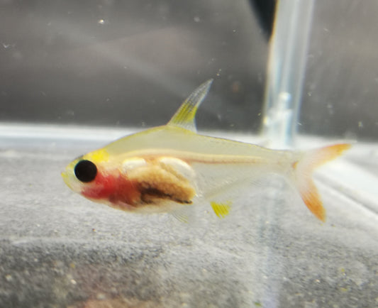 Pristella transparent red tetra 2cm X 5pc