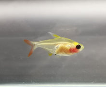 Load image into Gallery viewer, Pristella transparent red tetra 2cm X 5pc