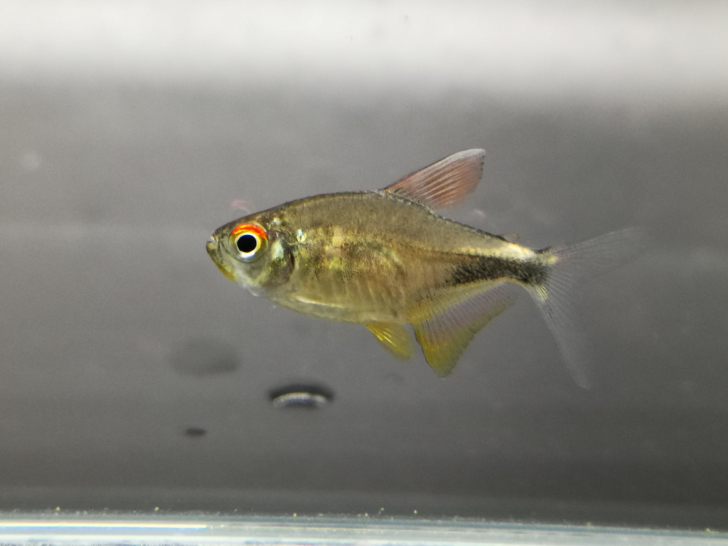 Pretty tetra 2.5cm X 5pc