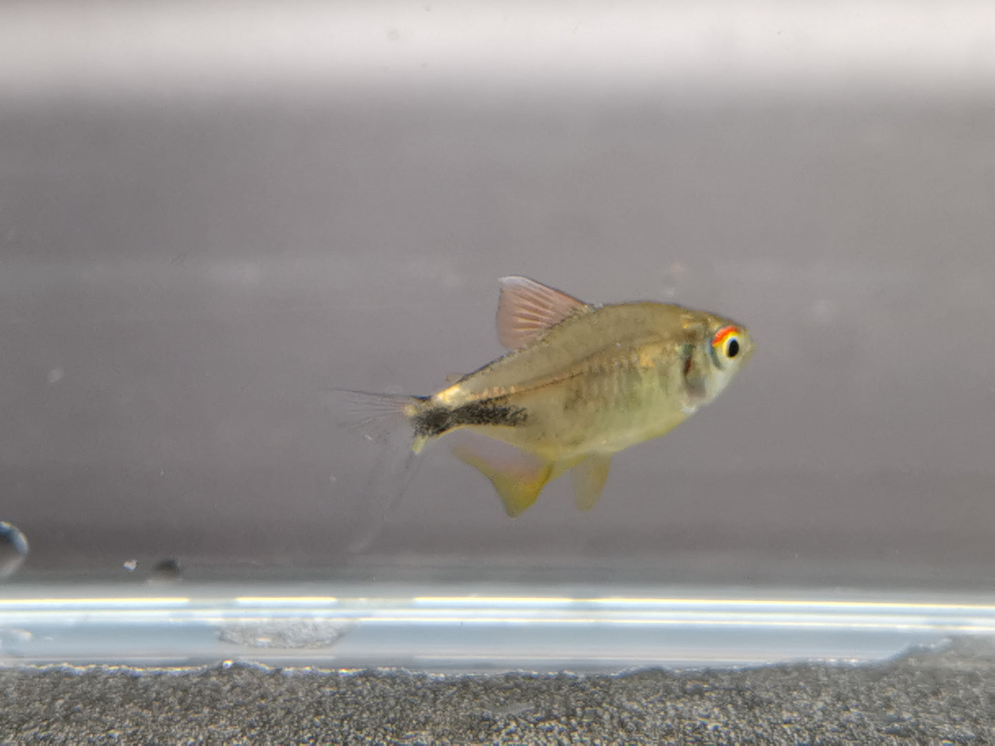 Pretty tetra 2.5cm X 5pc