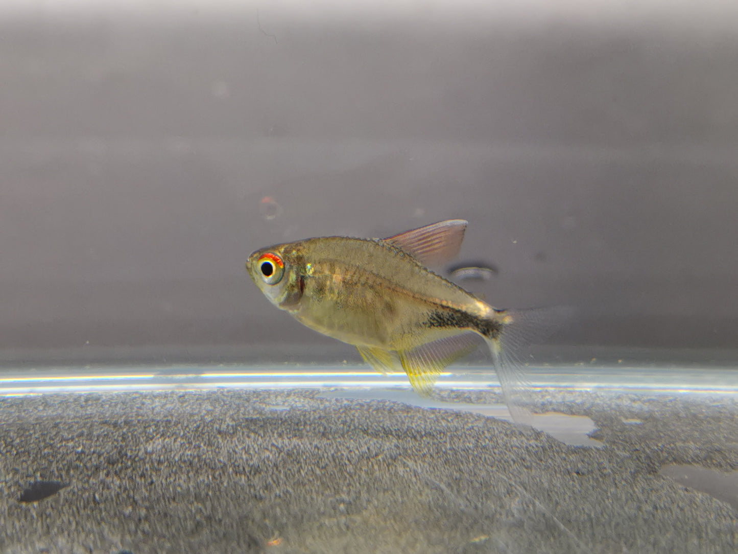 Pretty tetra 2.5cm X 5pc