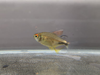 Pretty tetra 2.5cm X 5pc