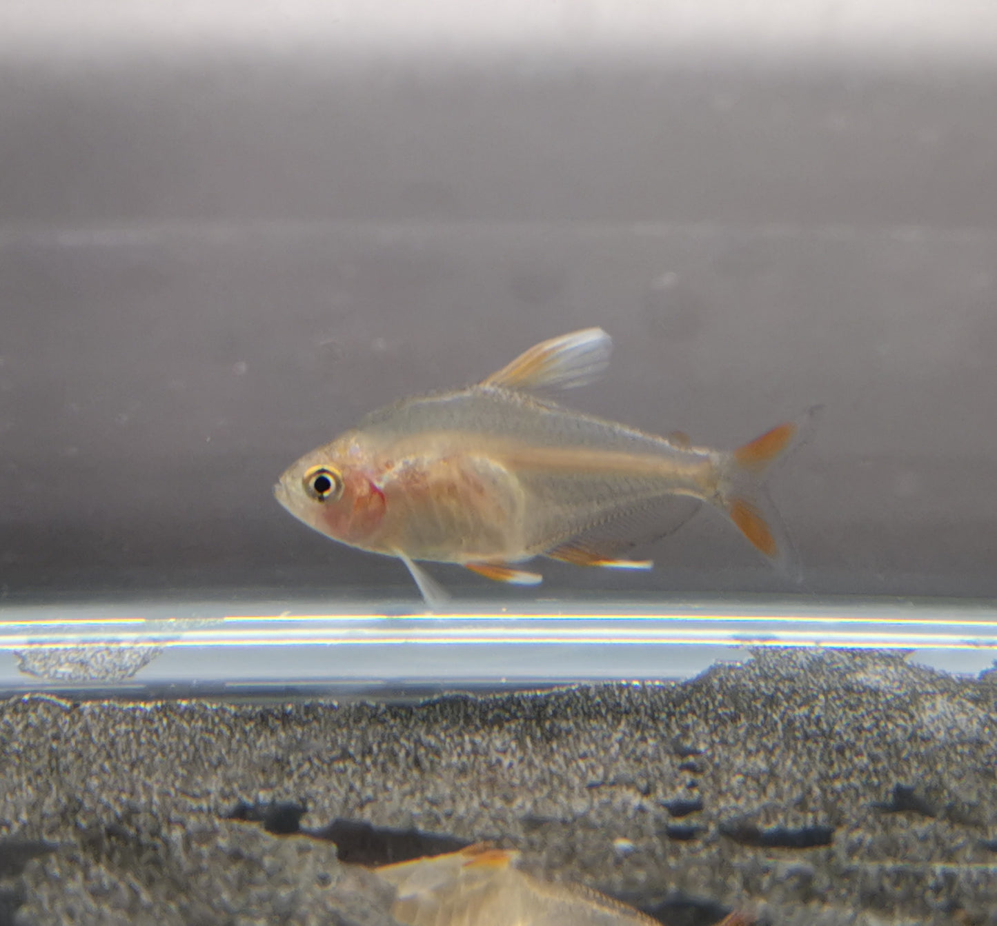 White tipped rosy tetra 2cm X 5pc