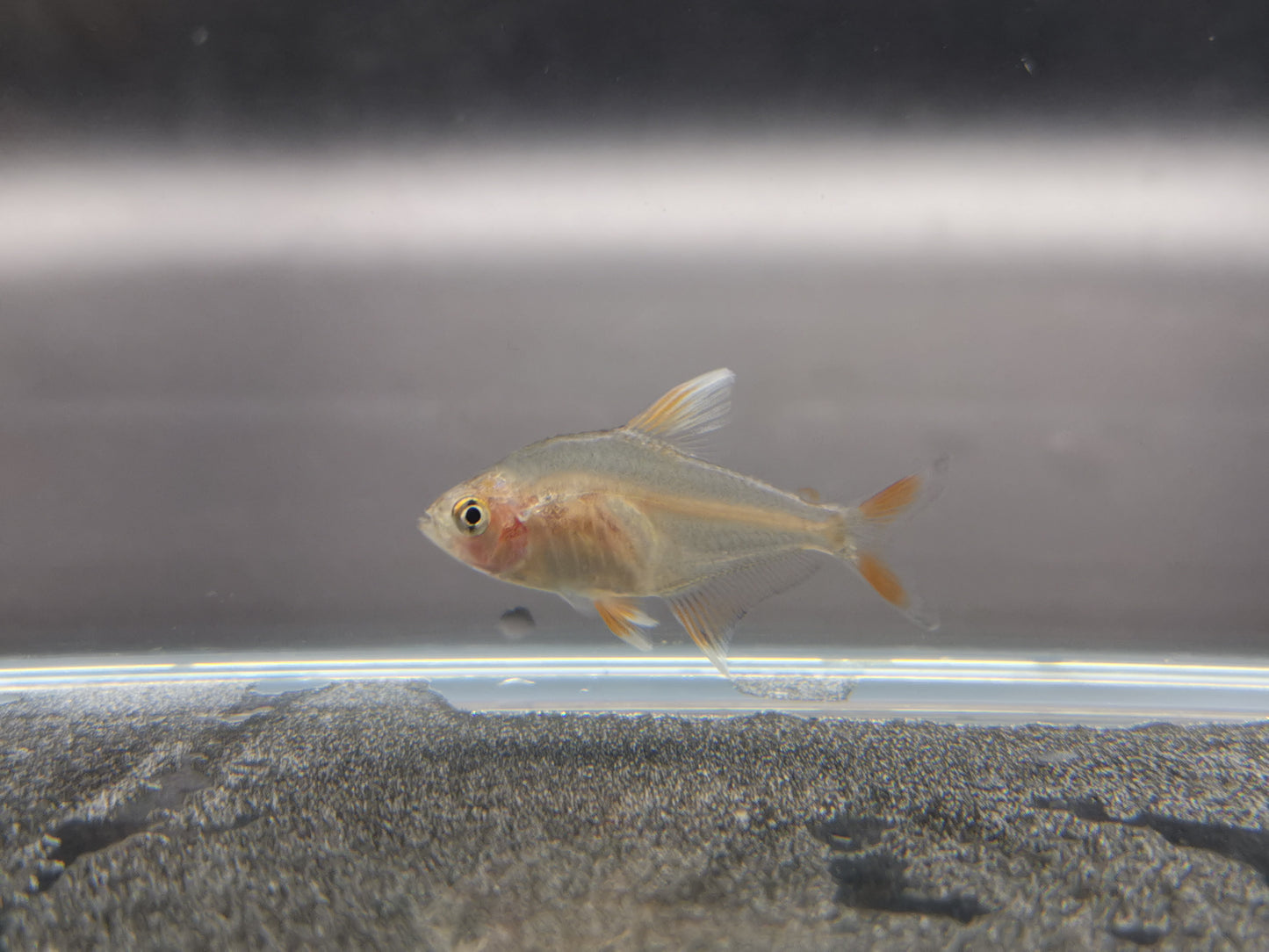 White tipped rosy tetra 2cm X 5pc