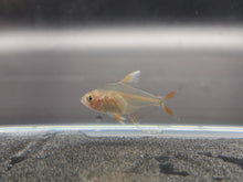 Load image into Gallery viewer, White tipped rosy tetra 2cm X 5pc