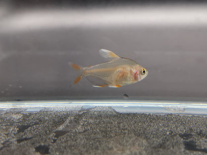 White tipped rosy tetra 2cm X 5pc