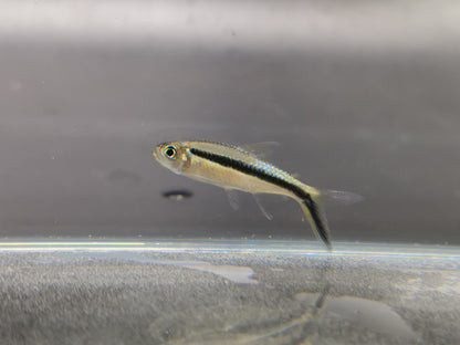 Penguin tetra 2cm X 5pc