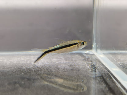 Penguin tetra 2cm X 5pc