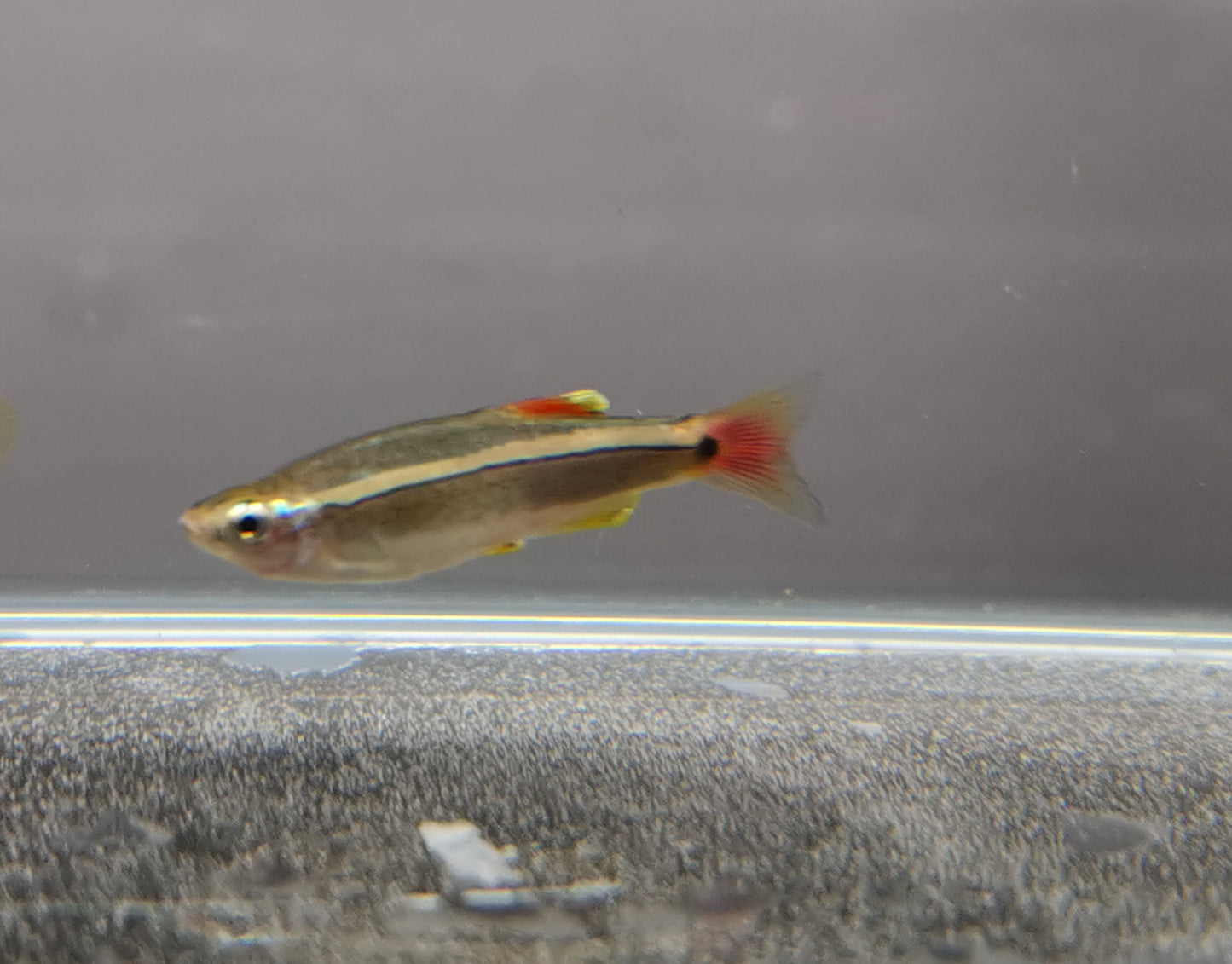 White cloud mountain minnow 2cm X 5pc