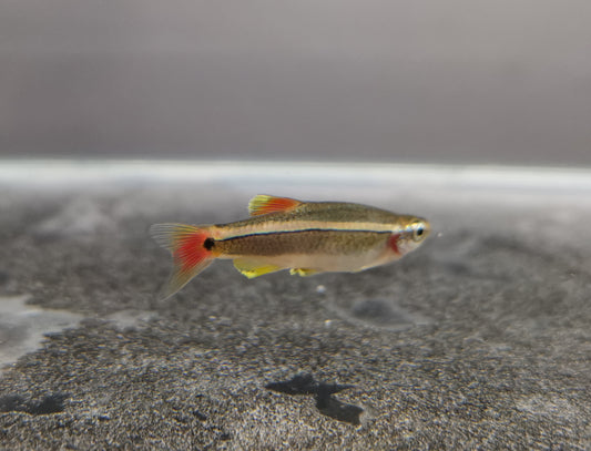 White cloud mountain minnow 2cm X 5pc