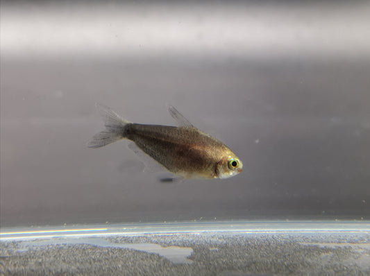 Black Emperor tetra 2cm X 5pc