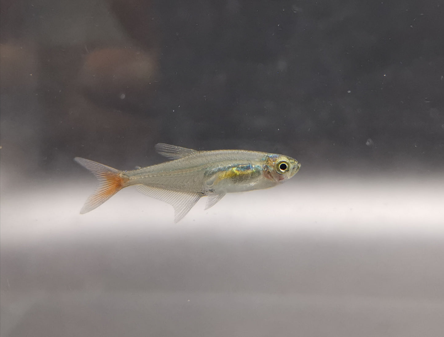 Glass bloodfin tetra 1.5cm X 5pc