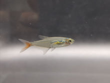 Load image into Gallery viewer, Glass bloodfin tetra 1.5cm X 5pc