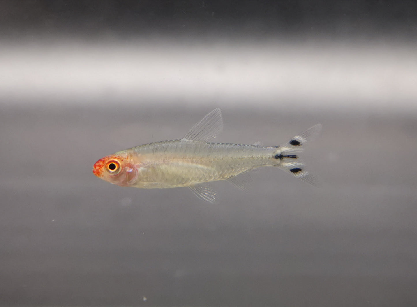 Rummy nose tetra 1.5cm X 5pc