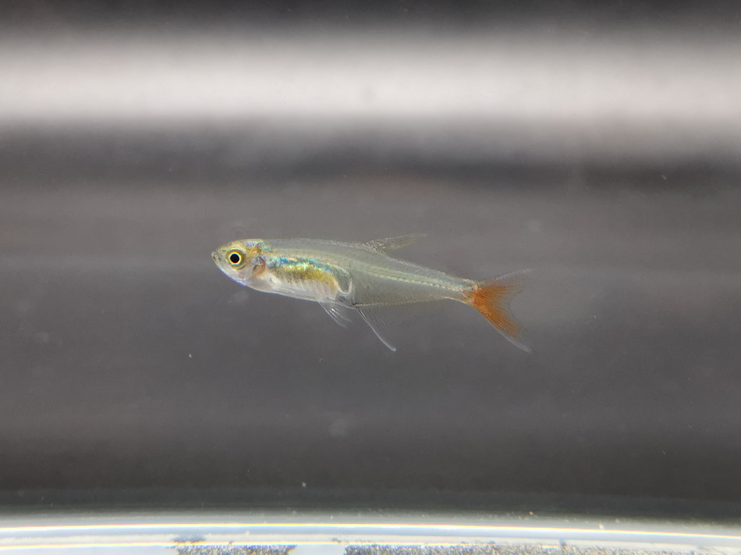 Glass bloodfin tetra 1.5cm X 5pc