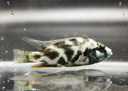 Livingstoni cichlid 6-7cm x3pc