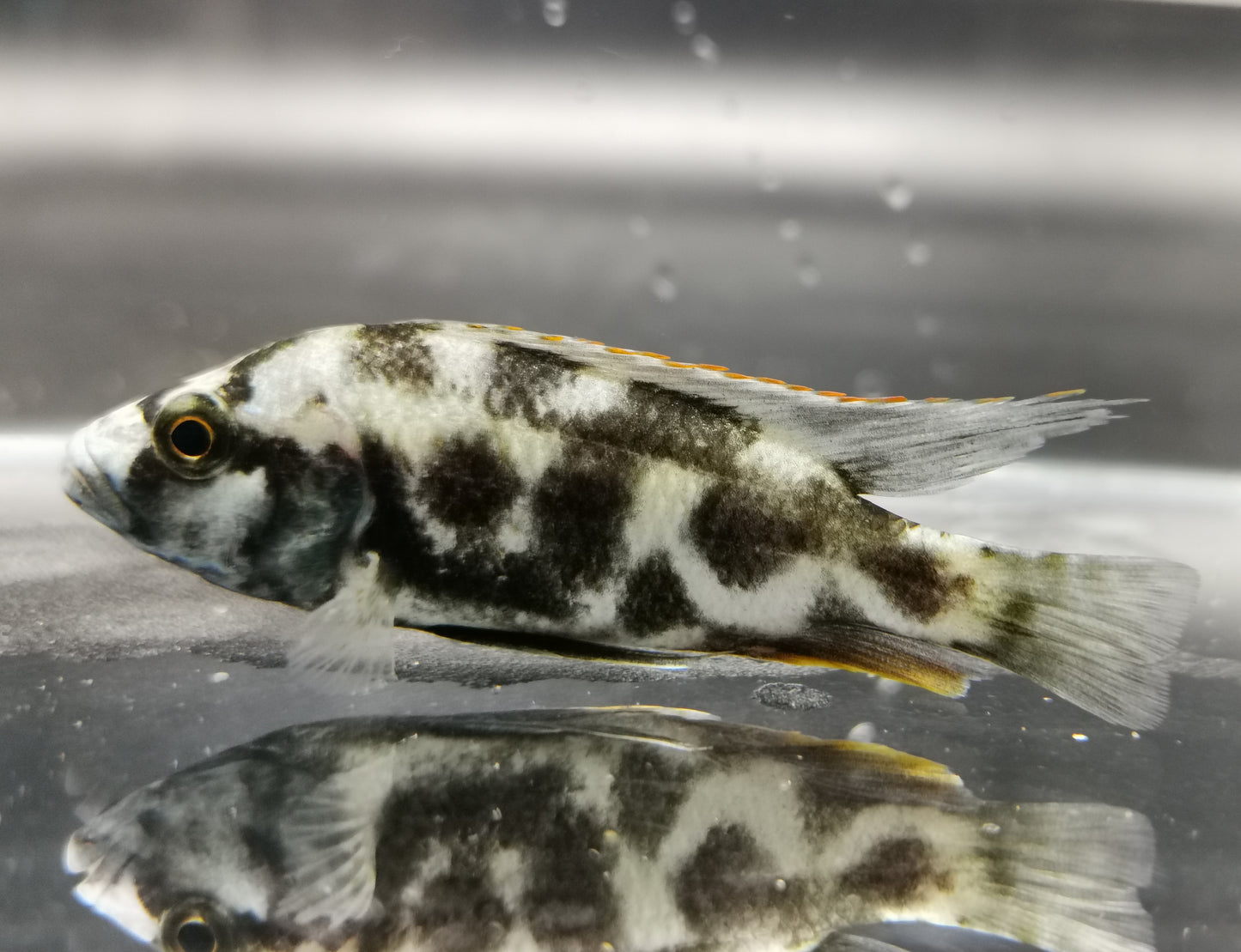 Livingstoni cichlid 6-7cm x3pc